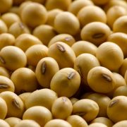 soyabean